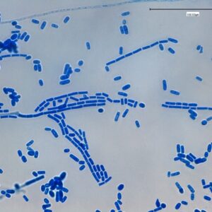 GCA (Specifically Selected strain of Geotrichum candidum)