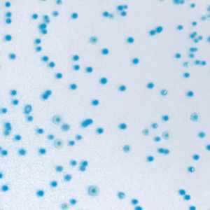 Chromogenic E.coli