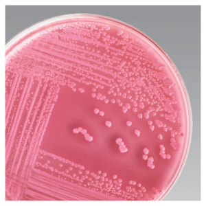 Macconkey Agar