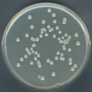Plate Count Agar