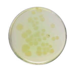 Pseudomonas Agar F (For Flourescein)